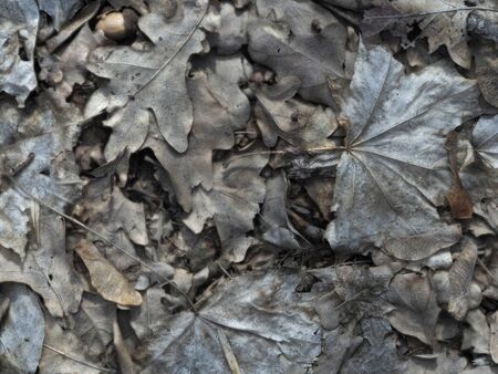 Autumn background from leaves of differentの写真素材
