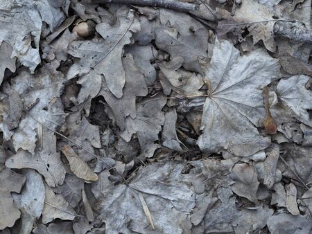 Autumn background from leaves of differentの写真素材