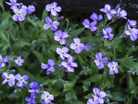 Spring flowers bloom on a Sunny dayの写真素材