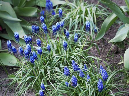 Spring flowers bloom on a Sunny dayの写真素材