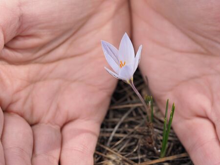 Love, Heart and beauty in hands.の写真素材