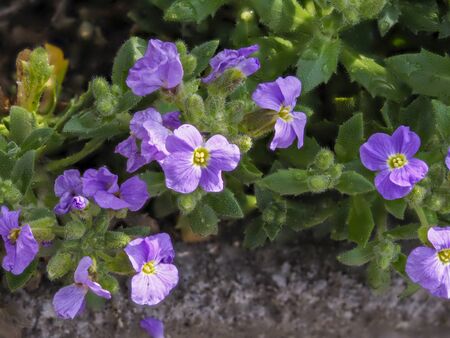 Spring flowers bloom on a Sunny dayの写真素材