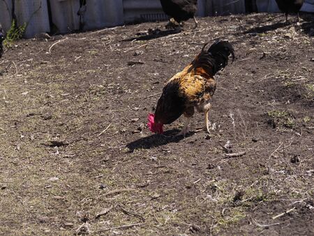 A farmer has a rooster in his yardの写真素材