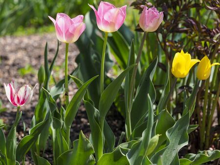 Flower beds with bright tulip flowers.の写真素材