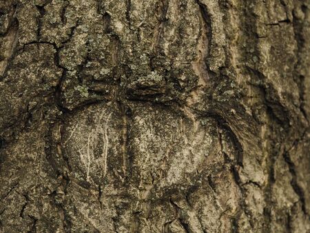 The shape of an eye on the bark of a tree. Texture backgroundの写真素材