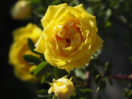 Beautiful bush of yellow roses in a spring garden. Rose garden.の写真素材