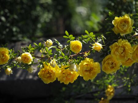 Beautiful bush of yellow roses in a spring garden. Rose garden.の写真素材