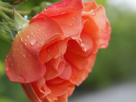 Red rose Bud with water droplets close upの写真素材