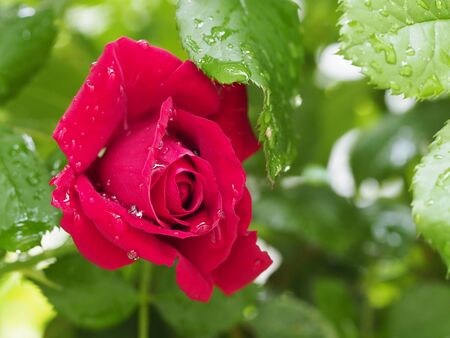Red rose Bud with water droplets close upの写真素材