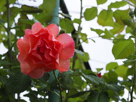 Red rose Bud with water droplets close upの写真素材