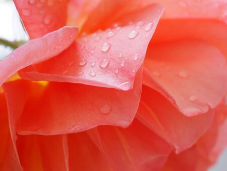 Red rose Bud with water droplets close upの写真素材