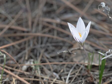 A delicate snowdrop flower is one of the symbols of springの写真素材