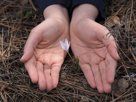 Love, Heart and beauty in hands.の写真素材