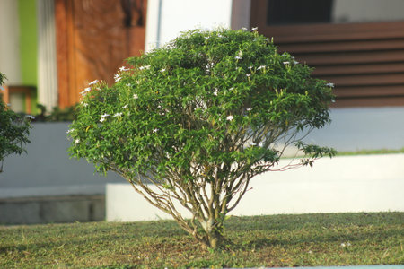 Tree in the garden with white flowers in the morning light, Thailand.の写真素材