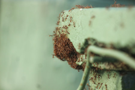 Close up of an old rusty iron door handle with holes in it.の写真素材