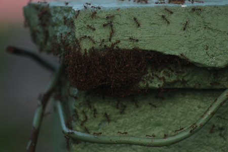 Ants nest on the roof of a building in a garden.の写真素材