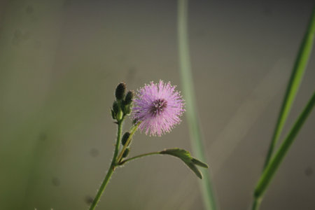 mimosa flower in the field, close up of a flowerの写真素材