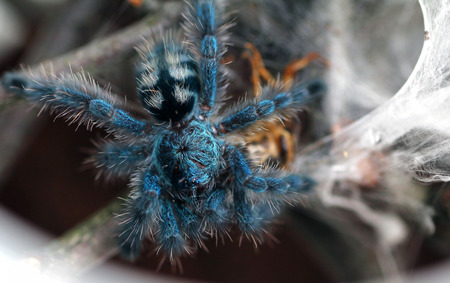 A beautiful blue spider eats its preyの写真素材