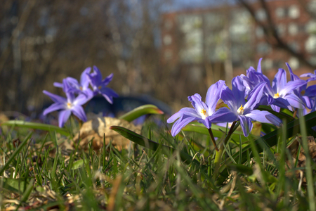 Wild spring flowers on the grass in Helsinki, Finland.の写真素材