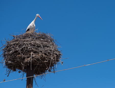 A stork in a nest on top of an electric pole in Southern Armeniaの写真素材