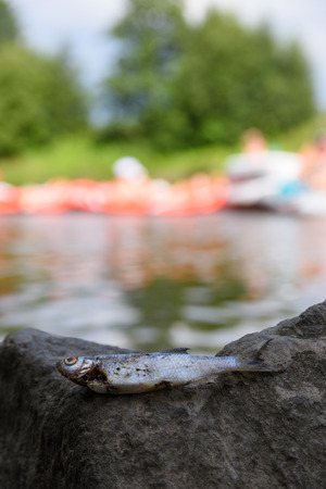 Helsinki, Finland â July 30, 2016: Dead roach fish on a rock with people rafting in rubber dinghies in the background at annual Kaljakellunta (Beer Floating) festival on river Vantaa in Helsinki, Finland.のeditorial素材