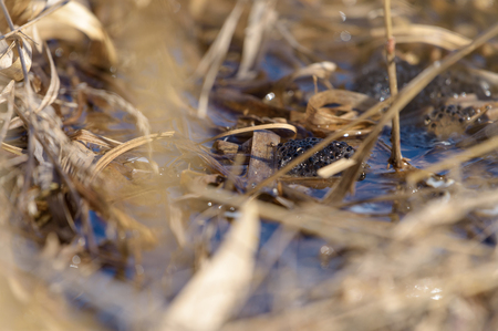 Frogspawn in water surrounded by previous years yellow reed leaf in the beginning of spring on a lake in Western Finland.の写真素材
