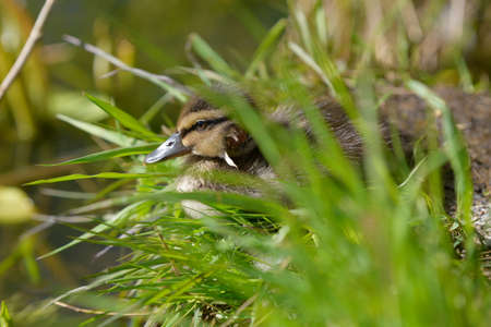 Young baby mallard duck with fresh head wound sitting on the grass on late spring daylight in Espoo, Finlandの写真素材