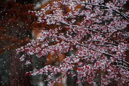 Cherry tree flowers and branches covered with melting wet snow during sudden and unexpected snow storm in May in Helsinki, Finland.の写真素材