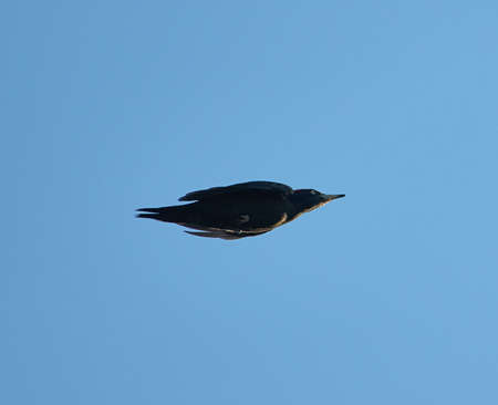 The black woodpecker in flight in evening light against clear blue skyの写真素材