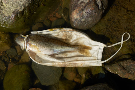 Dead fish (Eurasian ruffe) and a discarded face mask floating in the Baltic sea and partly laying on slimy rocks in Southern Finland in spring 2021.の写真素材