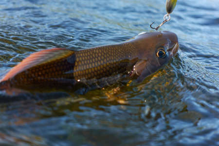 Grayling caught and hooked from Arctic river  by fisheman in Lapland in Sweden in Kiruna in August 2021.の写真素材
