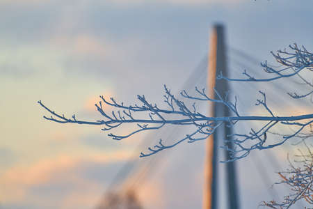 Completely frozen branch in front bridge in horizon on extremely cold morning in Helsinki, Finland.の写真素材