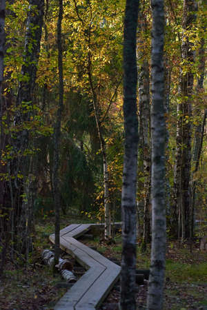 Duckboards in the Autumnal forest in Espoo, Finland on September morning in 2021.の写真素材