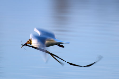 Black-headed gull carrying nesting material over sea water on late April spring evening in Espoo, Finland.の写真素材