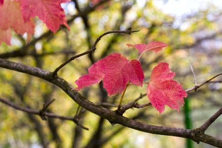 tree, branch, japanese, red, leaf, plant, nature, sunlight, nobody, on, autumn, illuminated, の写真素材