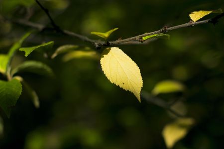 yellow leaf on a branch in a garden