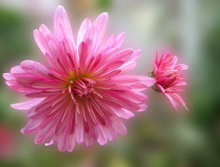 pink chrysanthemum flowers on abstract background in autumnの写真素材