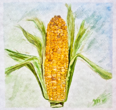 ripe corn painting with watercolorの写真素材