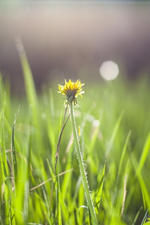 dandelion in sunshine in summerの写真素材