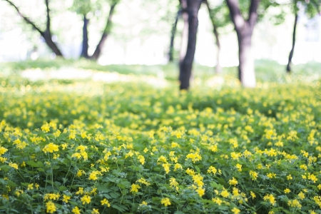 yellow summer flower in gardenの写真素材