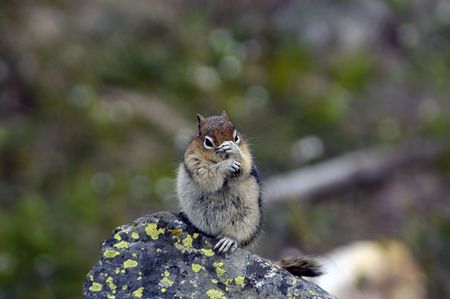 A cute chipmunk playing peek-a-boo on a rock.の写真素材