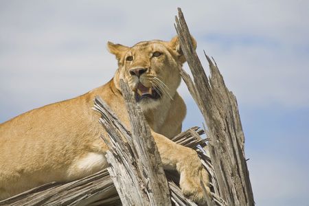 a trre climbing lion looks around from a dead treeの写真素材