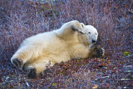 a young polar bear plays on the tundra soil waiting for the snowの写真素材