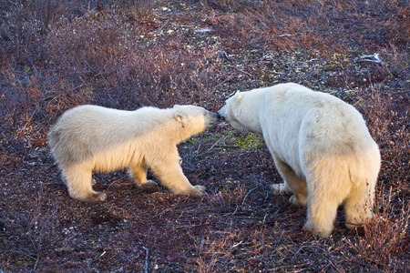 a mother polar bear greeting her yearling cub  waiting on the tundra soil for the ice and snow that every year come later due to global warming, preventing from feeding and hunting on the iceの写真素材