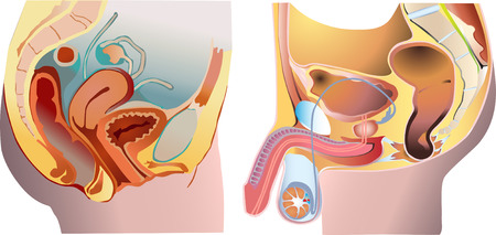 Male and female reproduction systemのイラスト素材