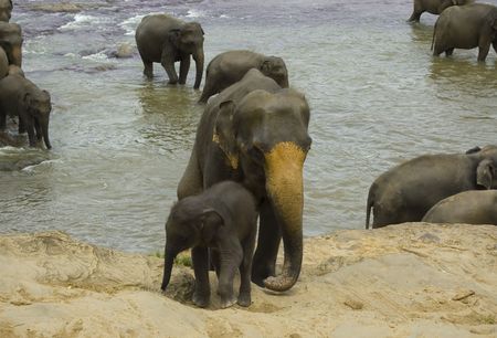 Mother elephant with herの写真素材