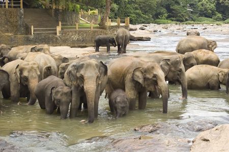 Elephants in the riverの写真素材