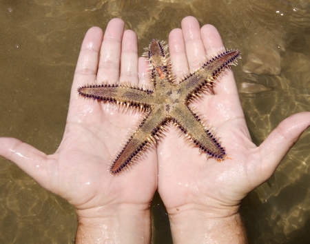 Starfish in the handsの写真素材