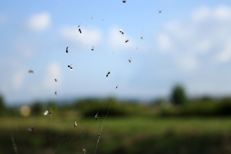 Flies trapped in a spider web, shallow depth of field.の写真素材