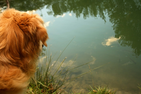 Golden retriever dog in the nature looking at the water.の写真素材